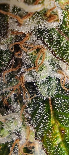 Growreport Bild 29