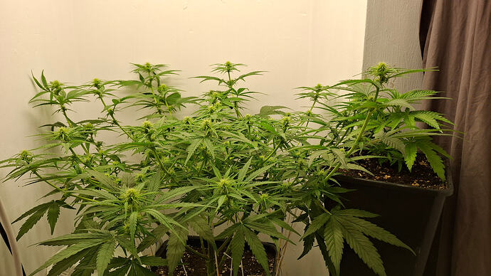 Growreport Bild 236
