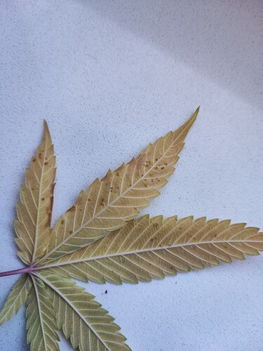 Growreport Bild 1