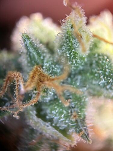 Growreport Bild 35