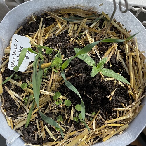 Growreport Bild 10