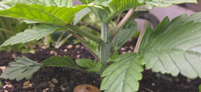 Growreport Bild 6