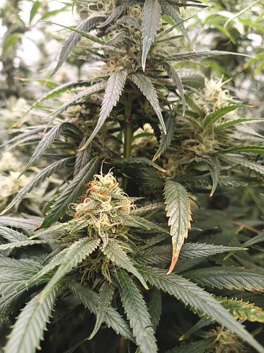 Growreport Bild 35