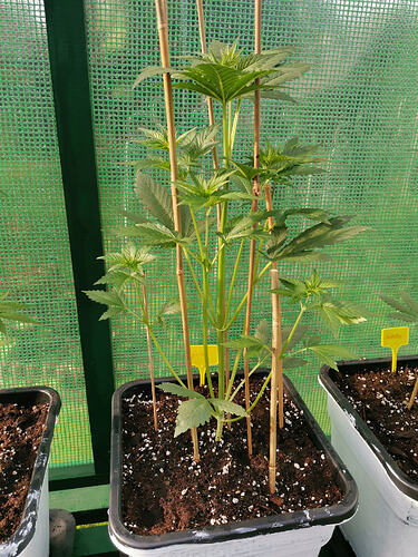 Lucky Hemp, LT25 (1)