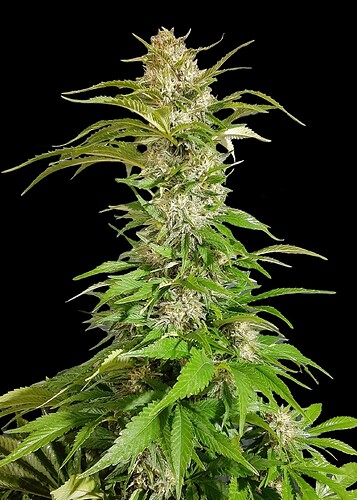 skunk-20-fast-version