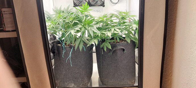 Growreport Bild 2