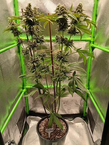 Growreport Bild 17
