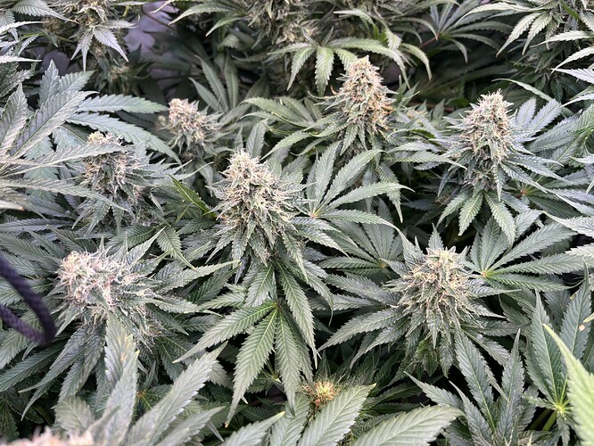 Growreport Bild 19