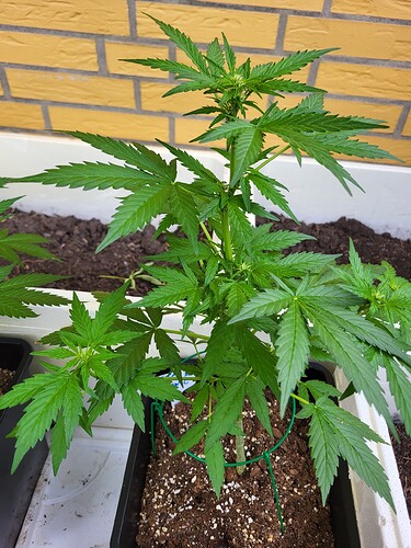 Growreport Bild 5
