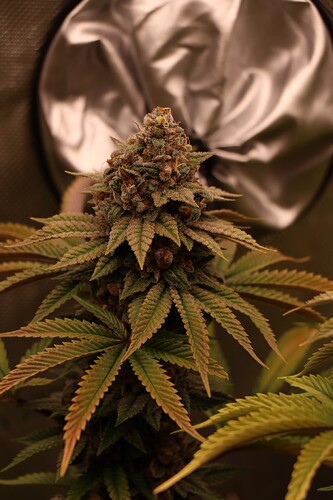 Growreport Bild 27