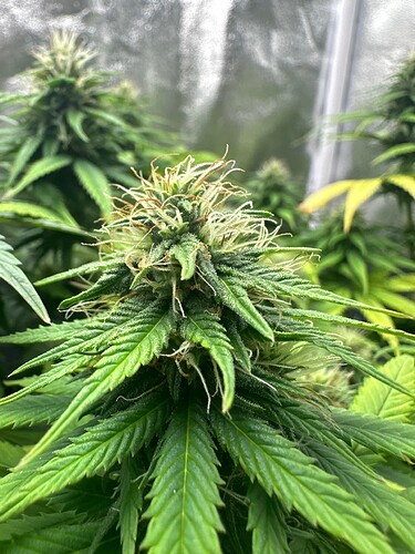 Growreport Bild 38