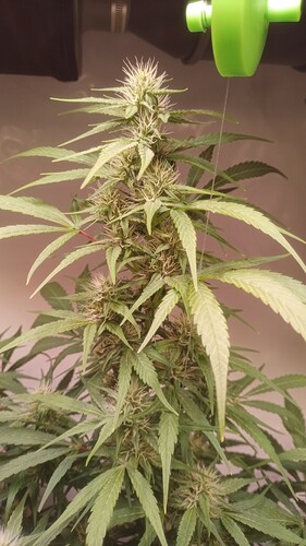 Growreport Bild 5