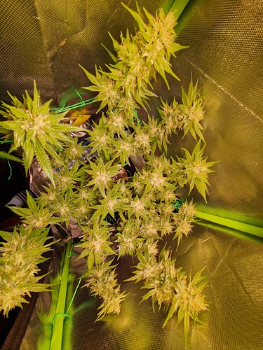 Growreport Bild 14
