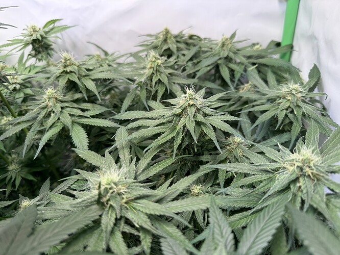 Growreport Bild 5