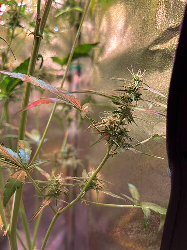Growreport Bild 9
