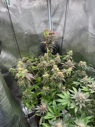 Growreport Bild 17