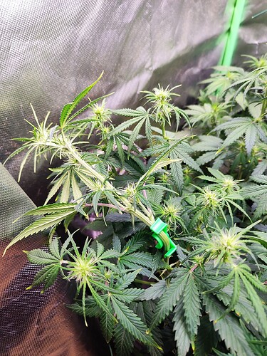 Growreport Bild 9