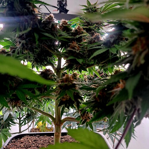 Growreport Bild 27