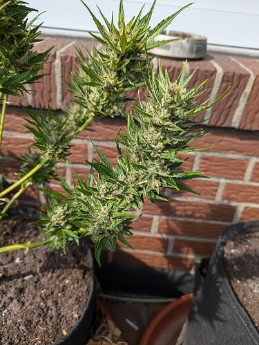 PXL_20240806_135340767