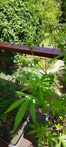 Growreport Bild 3