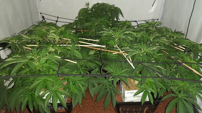 Growreport Bild 21