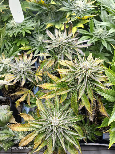 Growreport Bild 8