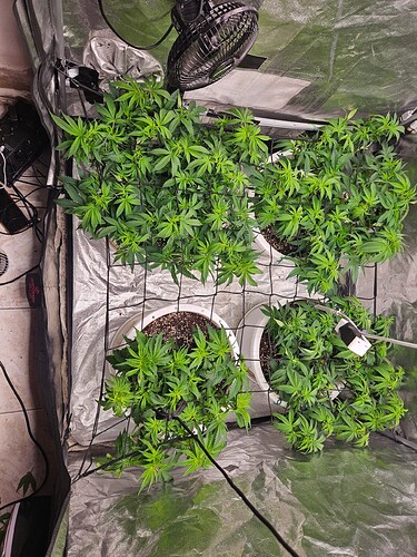 Growreport Bild 4