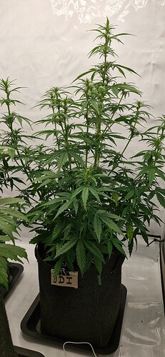 Growreport Bild 5