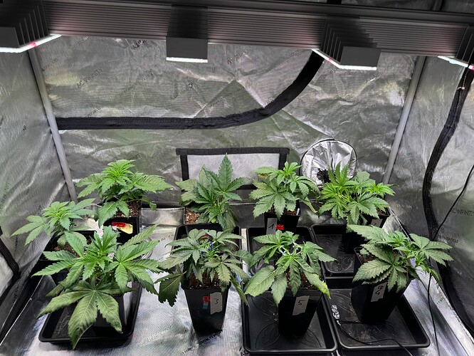 Growreport Bild 32