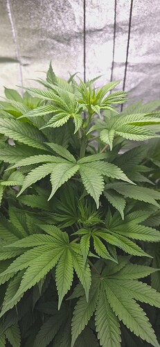 Growreport Bild 4