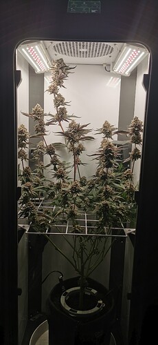 Growreport Bild 1