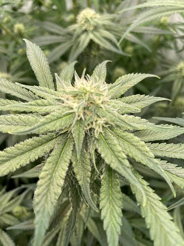 Growreport Bild 10