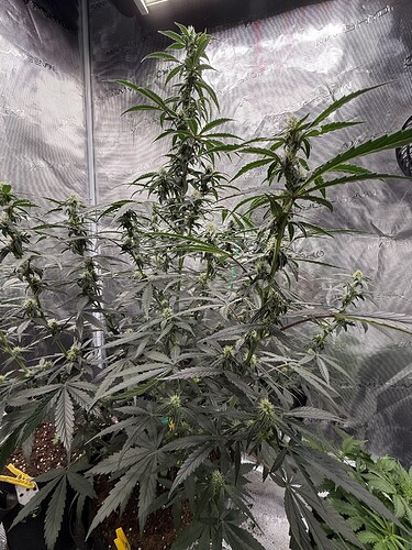 Growreport Bild 29