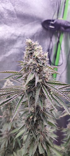 Growreport Bild 6