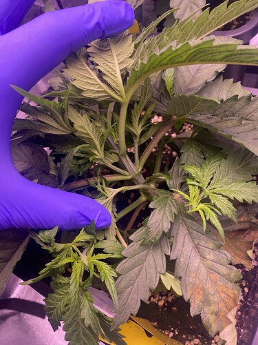 Growreport Bild 1
