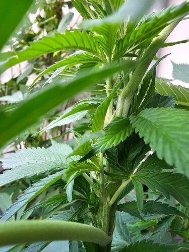 Growreport Bild 31