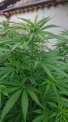 Growreport Bild 18