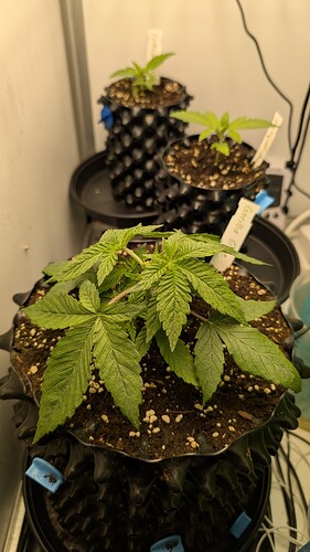 PXL_20250326_204043306.MP