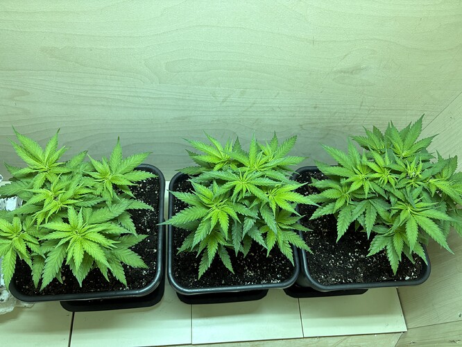 Growreport Bild 15