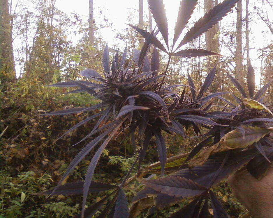 Noch acht Sativa- strains für deutsches Klima im guerilla- Härtetest