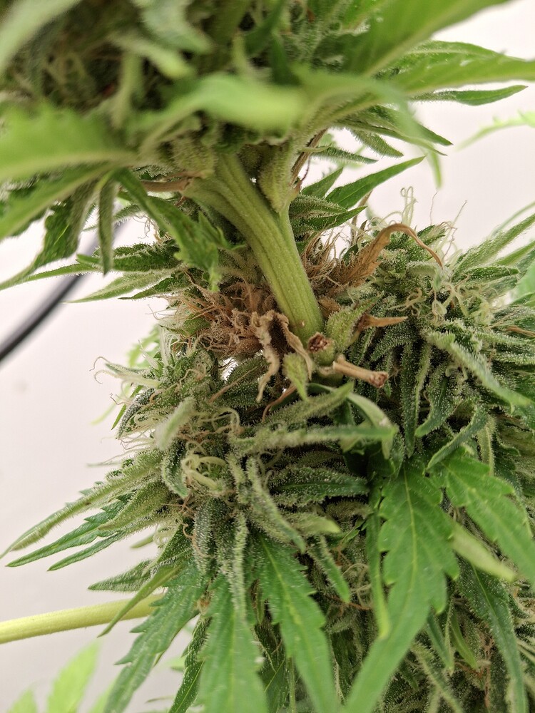 Runtz - Autoflower/FastBuds unter 60 Sanlight-Watt (Beendet)