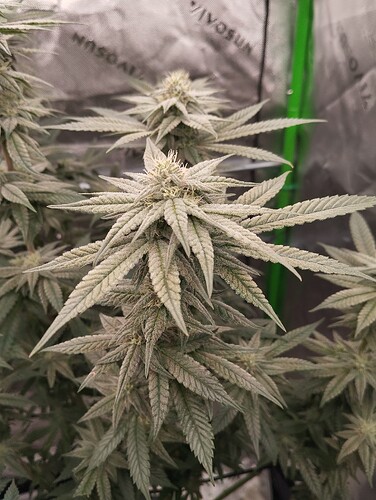 Growreport Bild 8