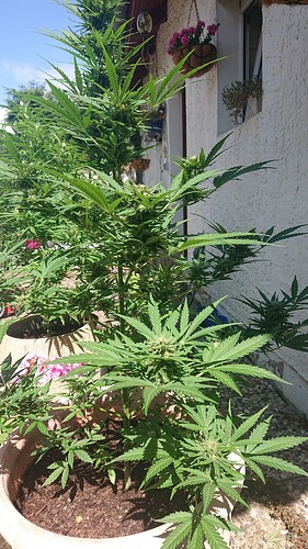 Growreport Bild 2