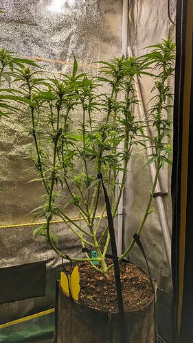 PXL_20240519_203036617