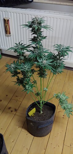 Growreport Bild 18