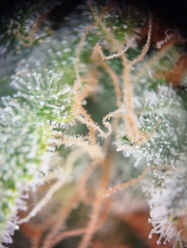 Growreport Bild 49