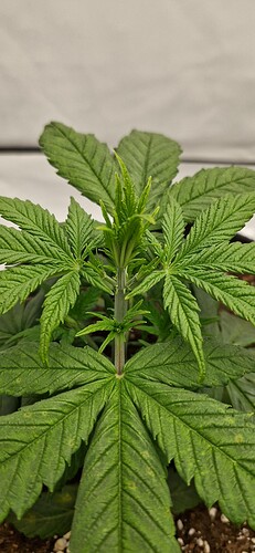 Growreport Bild 17