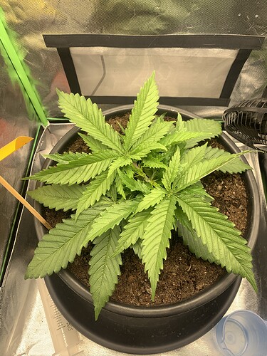 Growreport Bild 6