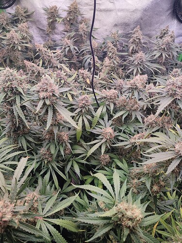 Growreport Bild 10