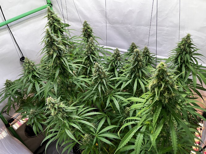 Growreport Bild 6
